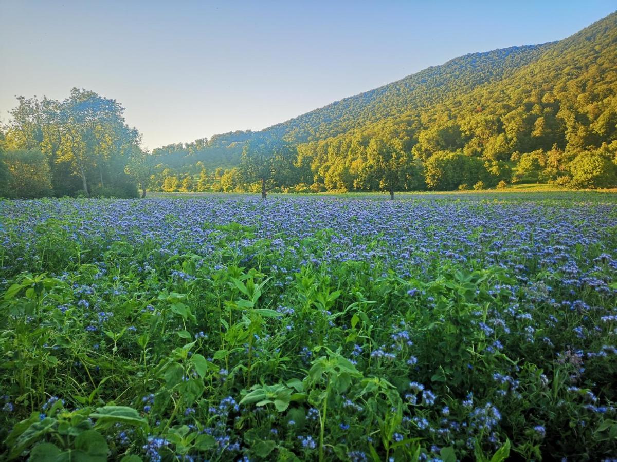 Ferienwohnung Im Haus Lotus Mit Grossem Balkon Und Garten Bad Urach Buitenkant foto